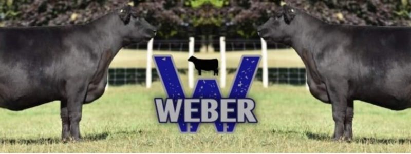 Weber Family Angus