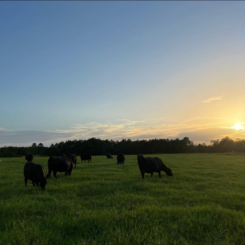 https://genebrokers.com/wp-content/uploads/2021/11/cropped-cropped-cropped-WGCC-Cows.jpg test